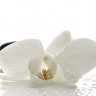 Стеновая панель MSK Белые орхидеи